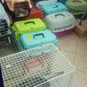 Απομάκρυναν και στείρωσαν 16 γάτες που ζούσαν στο ξερονήσι Πολύαιγος έναντι της Κιμώλου (βίντεο) 36 PolyaigosKimolouGates26 7 2025 36