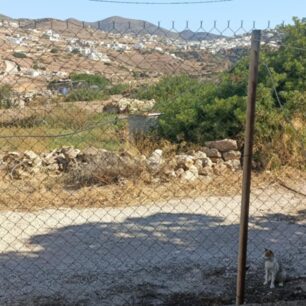 Απομάκρυναν και στείρωσαν 16 γάτες που ζούσαν στο ξερονήσι Πολύαιγος έναντι της Κιμώλου (βίντεο) 45 PolyaigosKimolouGates26 7 2025 46