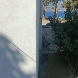 Απομάκρυναν και στείρωσαν 16 γάτες που ζούσαν στο ξερονήσι Πολύαιγος έναντι της Κιμώλου (βίντεο) 47 PolyaigosKimolouGates26 7 2025 47