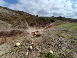 Ρόδος: Ελάφι νεκρό παγιδευμένο σε δίχτυα γεωργού – Ποιος είδε αυτό το ζώο και δεν ενημέρωσε τις αρχές εγκαίρως; (Βίντεο)