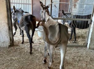 Ρόδος: Ένα νεκρό και 9 γαϊδούρια σκελετωμένα από την πείνα και τη δίψα βρέθηκαν έγκλειστα σε στάβλο