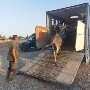 RodosTsairiGaidouriaSkeletomena16 8 2025 5