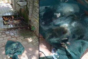 Σαρακίνα Τρικάλων: Έκλεισε ζωντανά γατάκια σε τσουβάλι και τα πέταξε (βίντεο)