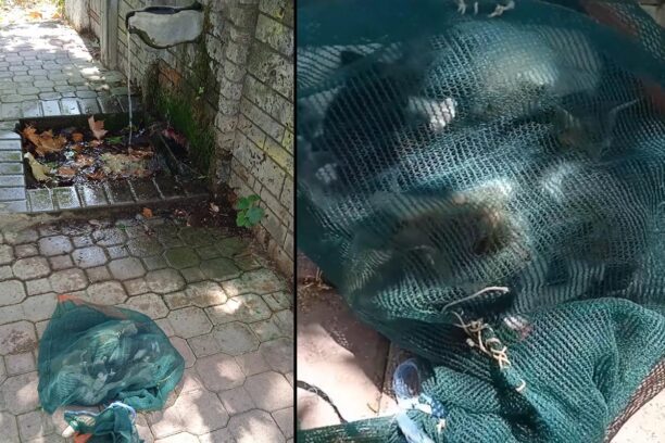 Σαρακίνα Τρικάλων: Έκλεισε ζωντανά γατάκια σε τσουβάλι και τα πέταξε (βίντεο)