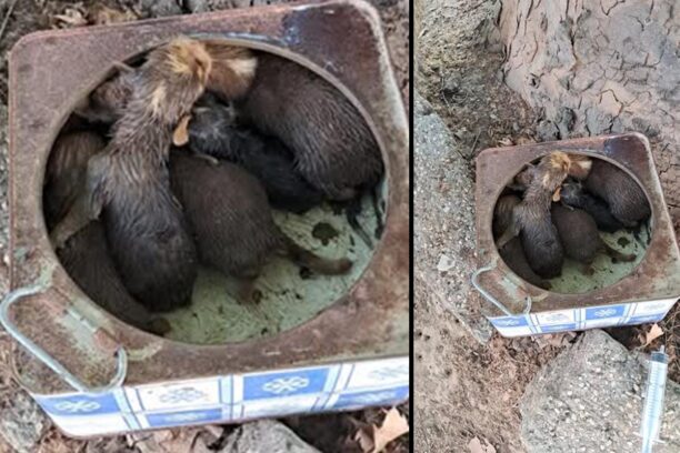 Σέρρες: Άρπαξε κουτάβια τα έβαλε σε τενεκέ και τα πέταξε για να τα φορτωθούν άλλοι αν ζήσουν (βίντεο)