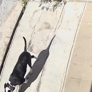 AgiosDimitriosPitbull20 4 2025 1