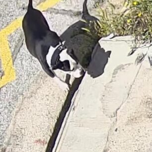 AgiosDimitriosPitbull20 4 2025 2