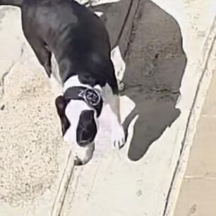 AgiosDimitriosPitbull20 4 2025 4