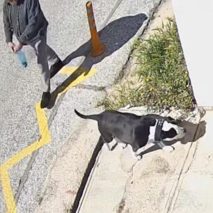 AgiosDimitriosPitbull20 4 2025 5
