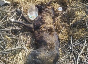 Αναγέννηση Σερρών: Πυροβόλησε σκύλο τον έθαψε ζωντανό και ακόμα ο δράστης περιφέρεται ελεύθερος – Το ζώο ζει και νοσηλεύεται