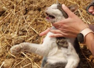 Άνδρος: Με φόλες δολοφόνησε πολλές γάτες