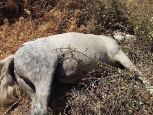 Άνδρος: Δολοφόνησε με φόλες δύο άλογα στον Πιτροφό