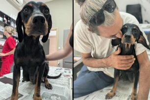 Ανεμοχώρι Ηλείας: Η ακτινογραφία έδειξε πως ο αδέσποτος σκύλος έχει πυροβοληθεί (βίντεο)