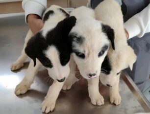 Άνω Λαψίστα Ιωαννίνων: Συνελήφθη άνδρας που είχε μέσα σε τσουβάλι σε κατάσταση θερμοπληξίας τρία κουτάβια στο πορτμπαγκάζ Ι.Χ.