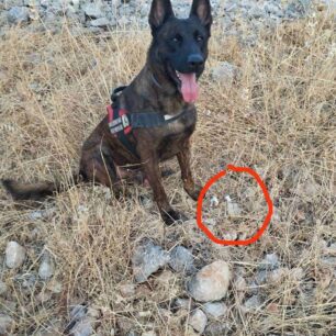 AraxnaioArgolidasFolesDilitiriasmeniAlepou12 9 2025 2