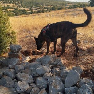 AraxnaioArgolidasFolesDilitiriasmeniAlepou12 9 2025 3