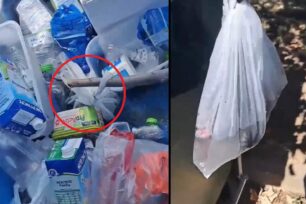 Αμπελόκηποι Καστοριάς: Έκλεισε γατάκια σε σακούλα με νερό και τα πέταξε στον κάδο ανακύκλωσης (βίντεο)