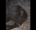 Άρτα: Βρήκαν τράγο δεμένο με σχοινί πεταμένο σε αγωγό για να πεθάνει (βίντεο)