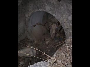 Άρτα: Βρήκαν τράγο δεμένο με σχοινί πεταμένο σε αγωγό για να πεθάνει (βίντεο)