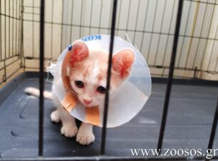 Δεν είναι ουτοπικό να διεκδικούμε δημόσια νοσοκομεία ζώων για δωρεάν περίθαλψη