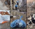 Με νέα παράταση το Υπ. Εσωτερικών αναστέλλει ξανά τον αναποτελεσματικό νόμο για λήψη DNA – Χιλιάδες σκυλιά και γάτες παραμένουν αστείρωτα με ευθύνη της Νέας Δημοκρατίας