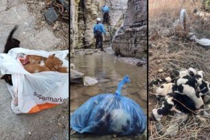 Με νέα παράταση το Υπ. Εσωτερικών αναστέλλει ξανά τον αναποτελεσματικό νόμο για λήψη DNA – Χιλιάδες σκυλιά και γάτες παραμένουν αστείρωτα με ευθύνη της Νέας Δημοκρατίας