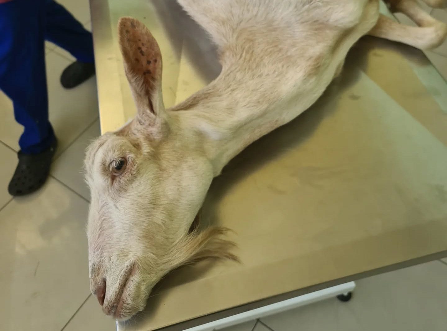 Ηλεία: Κατσίκα με κομμένο πόδι από παστούρα βρέθηκε πεταμένη να την τρώνε σκουλήκια στο φράγμα Αλφειού (βίντεο)