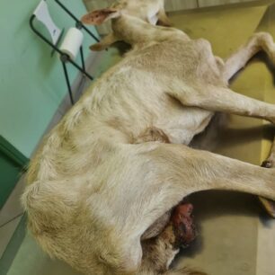 KatsikaKommenoPodiPastouraFragmaAlfeiouIleias16 9 2025 1