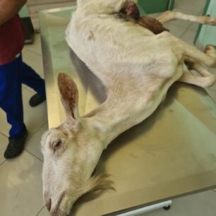 KatsikaKommenoPodiPastouraFragmaAlfeiouIleias16 9 2025 2