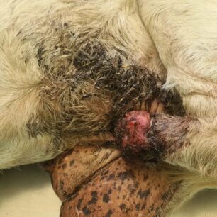 KatsikaKommenoPodiPastouraFragmaAlfeiouIleias16 9 2025 3