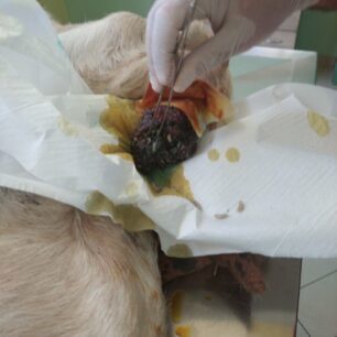 KatsikaKommenoPodiPastouraFragmaAlfeiouIleias16 9 2025 3