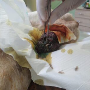 KatsikaKommenoPodiPastouraFragmaAlfeiouIleias16 9 2025 4