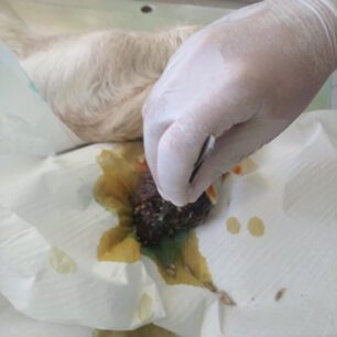 KatsikaKommenoPodiPastouraFragmaAlfeiouIleias16 9 2025 6