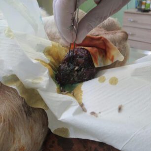 KatsikaKommenoPodiPastouraFragmaAlfeiouIleias16 9 2025 7