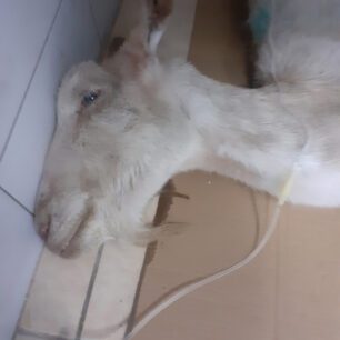 KatsikaKommenoPodiPastouraFragmaAlfeiouIleias17 9 2025 1