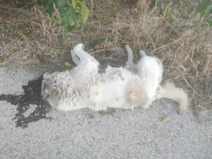 Κέδρος Καρδίτσας: Με φόλες δολοφόνησε τουλάχιστον επτά σκυλιά