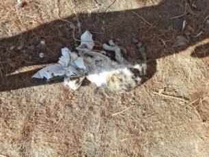 Κερατσίνι Αττικής: Γάτα νεκρή τυλιγμένη με πανιά και σχοινιά στο κεφάλι