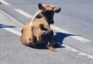 Κοίτα Λακωνίας: Έκκληση για αγελάδα σκελετωμένη που κείτεται στη μέση του δρόμου