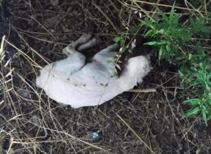 Κότρωνας Λακωνίας: Με φόλες δολοφόνησε σκυλιά και γάτες