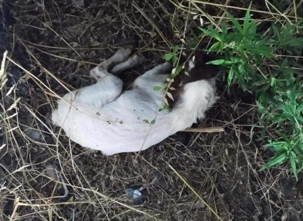 Κότρωνας Λακωνίας: Με φόλες δολοφόνησε σκυλιά και γάτες