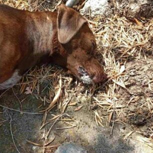 KotronasLakoniasDilitiriasmenosSkylos20 8 2025 1