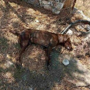 KotronasLakoniasDilitiriasmenosSkylos20 8 2025 2