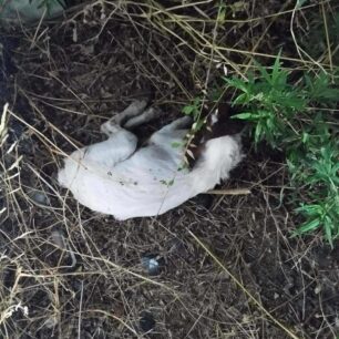 KotronasLakoniasDilitiriasmenosSkylos20 8 2025 3