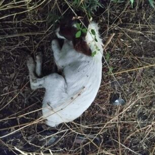 KotronasLakoniasDilitiriasmenosSkylos20 8 2025 4