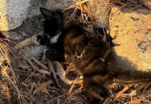 Λέρος: Συνελήφθησαν 13χρονος και οι γονείς του για δολοφονία γάτας που το αγόρι έσφαξε με σπασμένο μπουκάλι