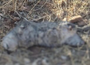 Νέα Μάκρη Αττικής: Βρήκαν γάτα νεκρή με κομμένα και τα τέσσερα πόδια της