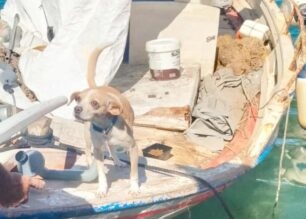 Πάρος: Χρειάζεται προσωρινή φιλοξενία σκύλος που ζούσε σε καΐκι