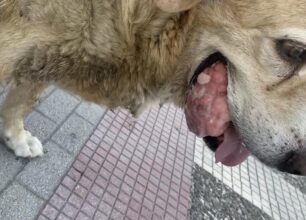 Περαία Θεσσαλονίκης: Έκκληση για αδέσποτο σκύλο με όγκο στο στόμα