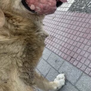 PeraiaThessalonikisSkylosOgosStoma22 9 2025 1