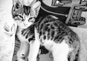 Περισσός Αττικής: Βρήκαν γατάκι πυροβολημένo στην κοιλιά με αεροβόλο